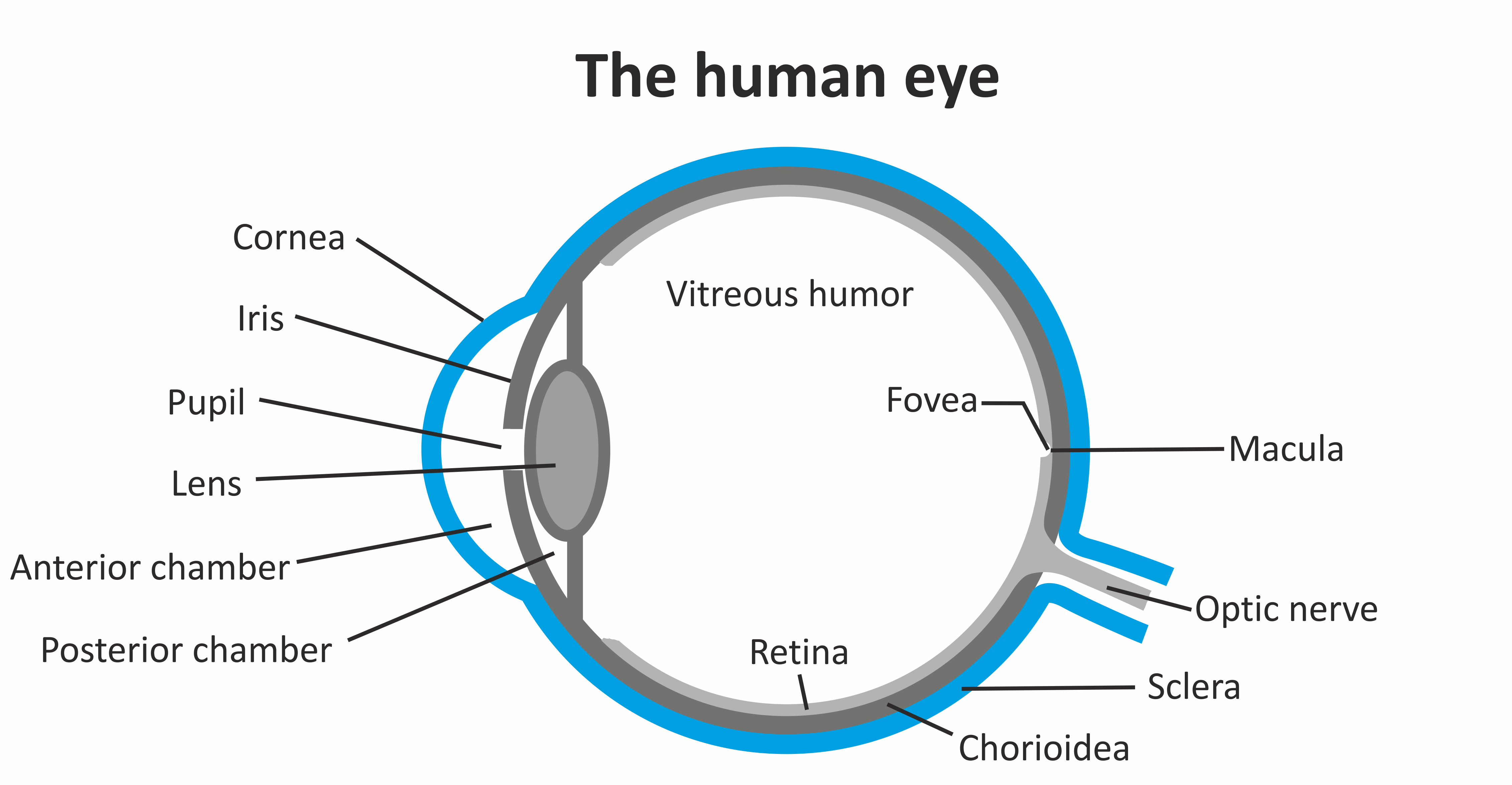 Querschnitt des menschlichen Auges