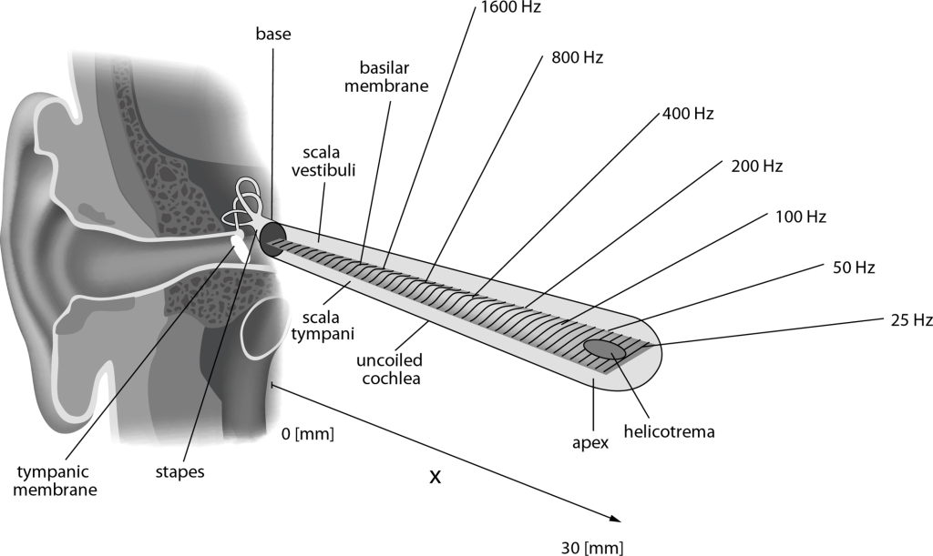 Querschnitt des menschlichen Innenohrs